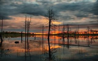 Самое большое болото в мире — васюганское болото, экологические проблемы, угрожающие данному региону, и возможные пути их решения