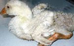 Болезни гусей – симптомы и лечение, когда птицы падают на ноги