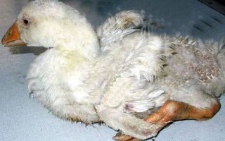 Болезни гусей – симптомы и лечение, когда птицы падают на ноги