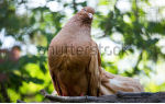 Высоколетные николаевские голуби — описание породы и разведение