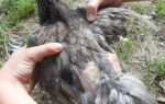 Почему у кур выпадают перья и как лечить куриную алопецию?