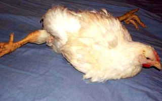 Рахит у цыплят — описание симптомов и методов лечения