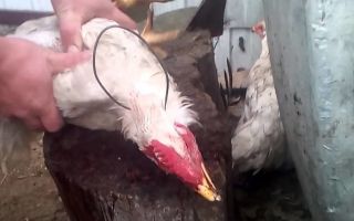 Индоутки на мясо: способы забоя птицы и ощипывания тушки