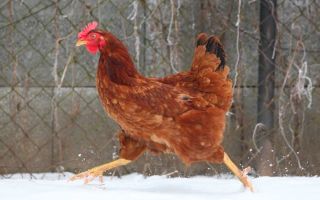 Можно ли и как спасти кур и цыплят от желточного перитонита?