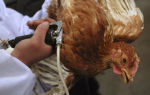 Методы лечения водянки у курицы