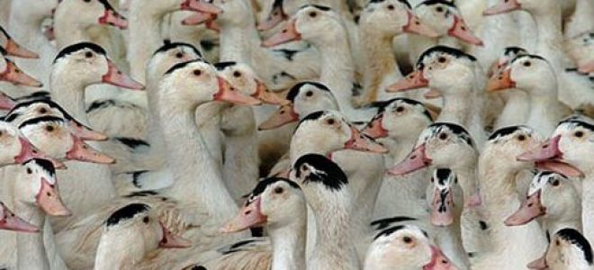 Содержание уток в домашних условиях — советы для начинающих