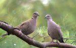 Голубь лесной, сизый и экзотический — характеристики диких голубей