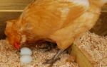 Почему куры клюют яйца — что делать, чтобы отучить птиц от «вредительства»?