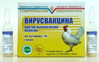 Применение вакцины от спирохетоза спасает поголовье кур от гибели