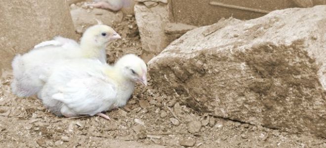 Цыплята сели на ноги или опустили крылья — когда необходимо лечение?