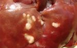 Болезни печени у кур — кокцидиоз, гистомоноз и другие