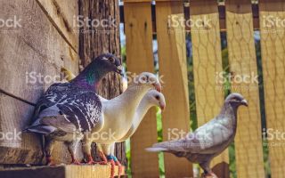 Узбекские голуби — о разновидностях, содержании, особенностях ухода
