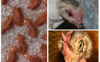 Как избавиться от куриных блох в курятнике: средства и препараты