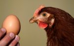 Почему куры не несутся — что делать при снижении или отсутствии яйценоскости?