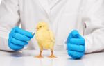Антибиотики для цыплят в первые дни жизни — названия и правила применения для лечения и профилактики болезней