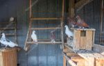 Андижанские голуби — птицы, завораживающие своим полетом