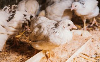 Симптомы и признаки птичьего гриппа у цыплят бройлеров и несушек