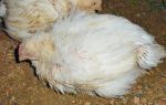 Микоплазмоз у цыплят бройлеров и несушек — лечение и профилактика