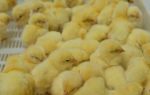 Чихание и хрипы у цыплят-бройлеров: причины, симптомы и лечение