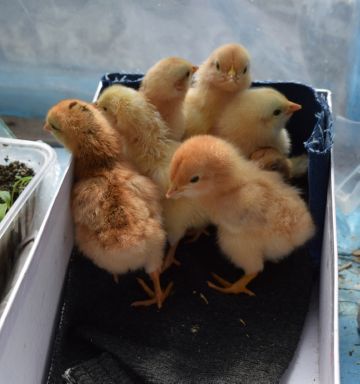 Понос у цыплят бройлеров: как лечить в домашних условиях