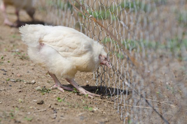 Понос у цыплят бройлеров: как лечить в домашних условиях