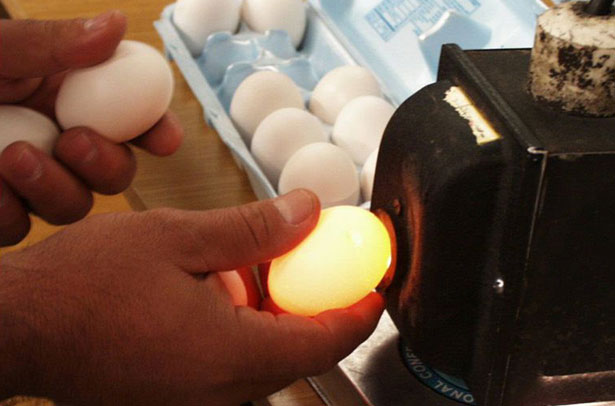 Овоскопирование куриных яиц во время инкубации
