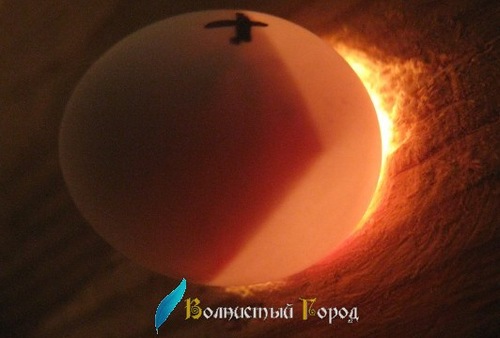 Овоскопирование куриных яиц во время инкубации